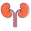 Nephrology & Urology